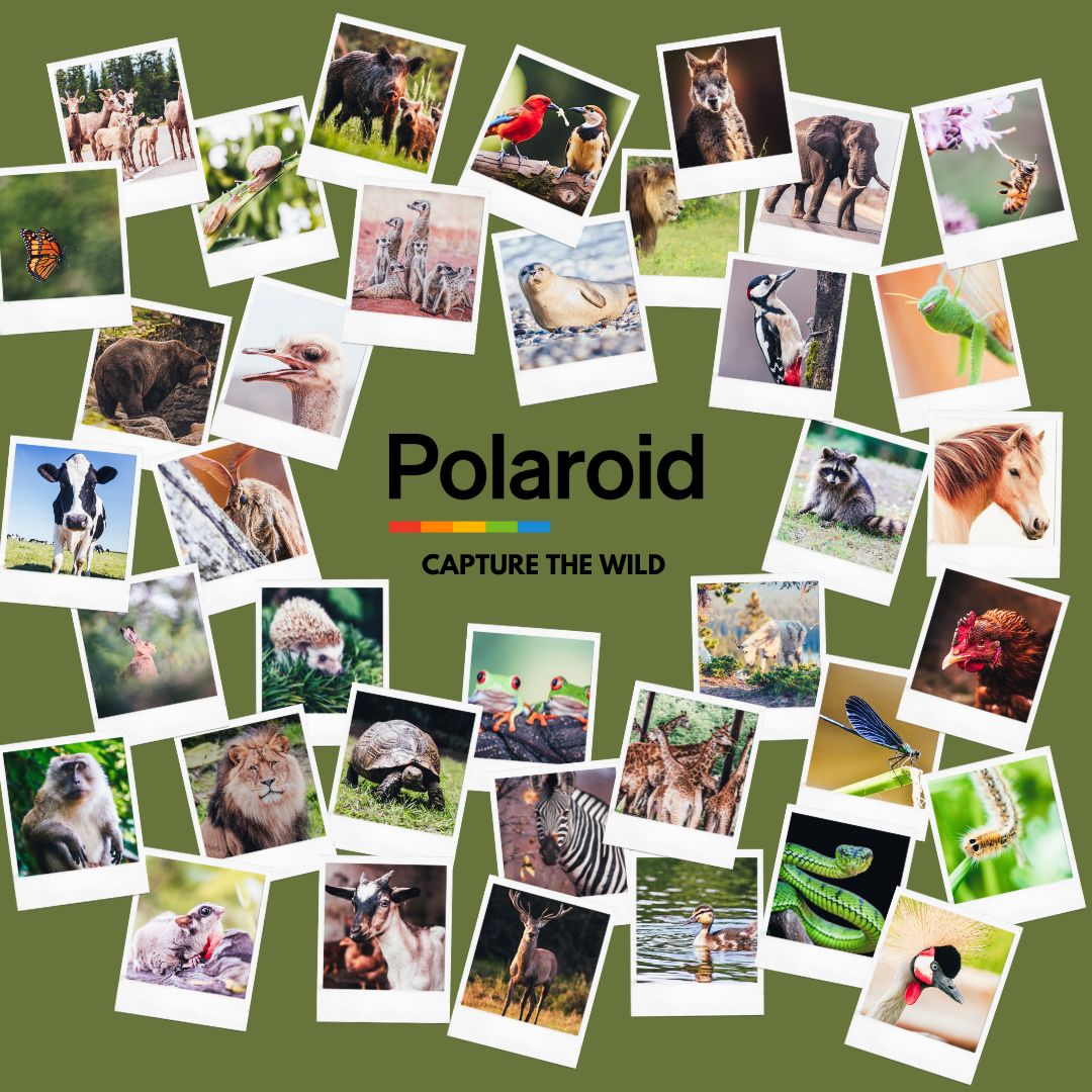 POLAROID PRINTS.pdf